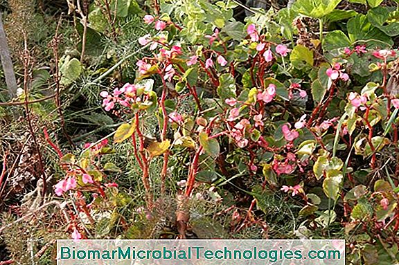 Begonia Grandis: La Begonia Rústica. ? El Sitio De La Jardinería Práctica.  2023