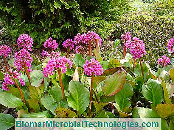 Bergenia Apisonada (Bergenia Cordifolia), Planta De Zapatero