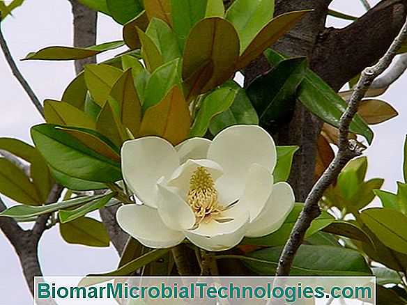 Magnolia Grandiflora: La Magnolia Persistente ? El Sitio De La Jardinería  Práctica. 2023