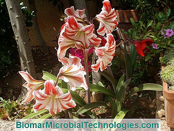 Amaryllis (Hippeastrum), Una Flor Majestuosa En Invierno ? El Sitio De La  Jardinería Práctica. 2023