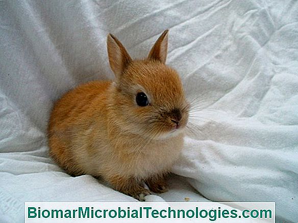 El Conejo Enano O Conejo Doméstico: Adopta Y Cría Un Conejo En Casa