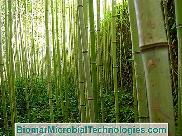 Bambú (Phyllostachys), El Toque Exótico Del Jardín.