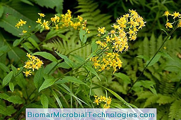 Vara De Oro (Solidago Virgaurea), Para Un Jardín De Flores Al Final Del Verano.