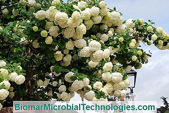 Hortensia (Hortensia): El Arbusto Con Las Bolas De Flores. ? El Sitio De  La Jardinería Práctica. 2023