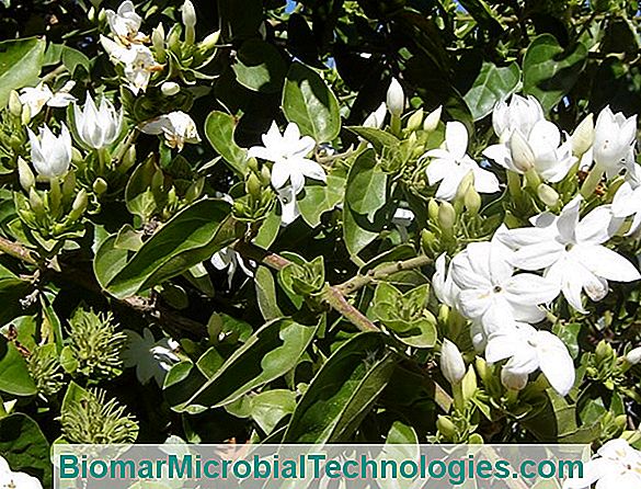Jazmín De Arabia (Jasminum Sambac), Con Fragantes Flores Blancas 💫 El  Sitio De La Jardinería Práctica. 2023