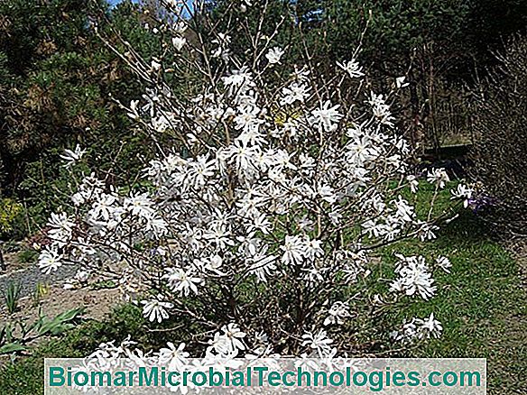 Magnolia Star (Magnolia Stellata), El Arbusto Con Flores En Las Estrellas.  ? El Sitio De La Jardinería Práctica. 2023