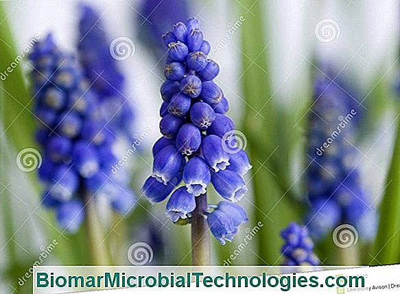 Muscari O Jacinto Agrupado, Cubierta De Resorte.