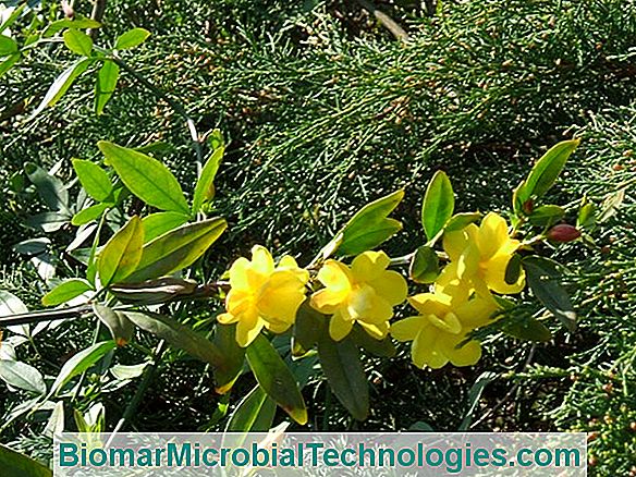 Jazmín De Invierno (Jasminum Nudiflorum) O Jazmín Amarillo ? El Sitio De  La Jardinería Práctica. 2023