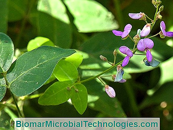 Desmodium: Propiedades, Beneficios, Virtudes Y Beneficios Para La Salud.