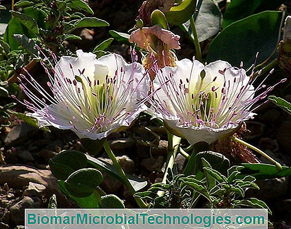 Kapara (Capparis Spinosa), Cvjetni Pupoljci Vinegared