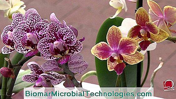 Održavanje Orhideja: Phalaenopsis