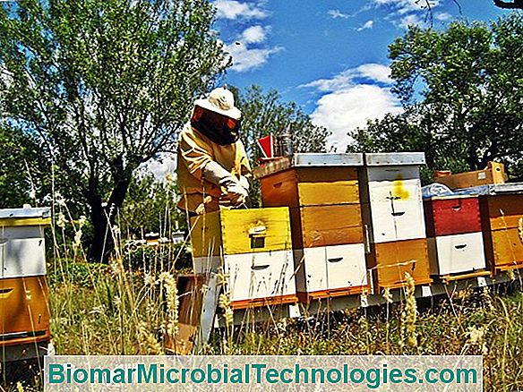 Pčelarstvo: Geste U Rujnu