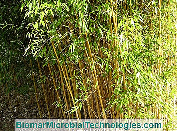 Bambus I Bambus