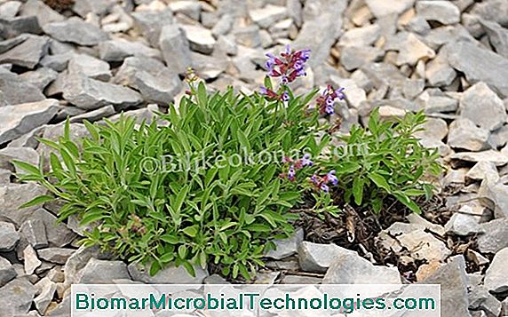 Kadulja Crvena (Salvia Splendens) Ili Grimizna Kadulja