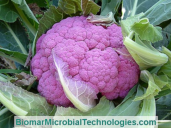 Karfiol (Brassica Oleracea Var Botrytis): A Karcsúsító Zöldség