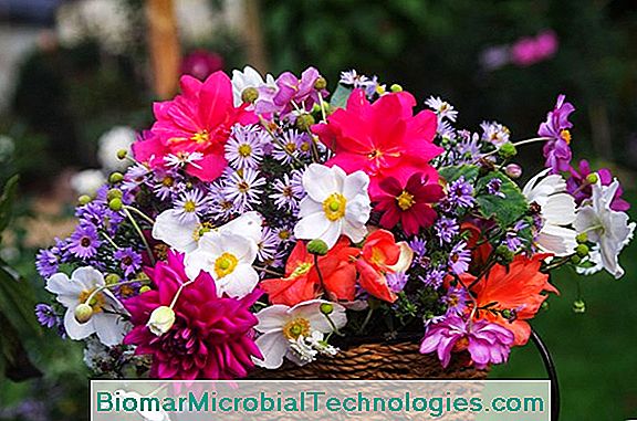 Anemone Virágüzlet: Nagyon Szép Virág