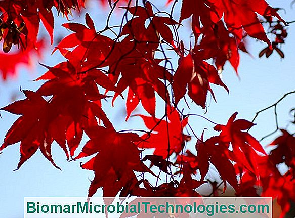 Japán Web Maple Vagy Acer Palmatum