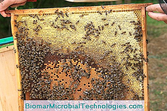 Méhek: Alapvető Szövetségesek