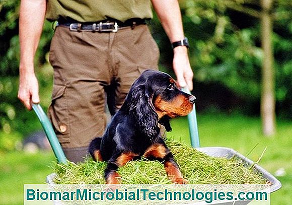 A Gordon Setter, Fizikai És Tartós Kutya