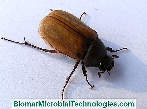 Coleoptera: A Rovarfajok 40% -A