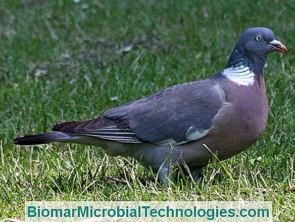 A Galamb (Columba Palumbus) Vagy A Palombe