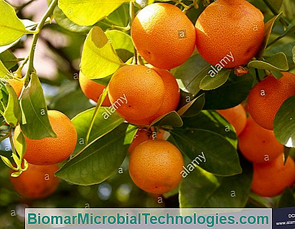 Calamondin (Citrus Madurensis), Daire Turuncu