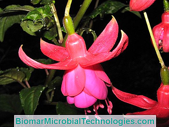 Fushia: Flores Excepcionais