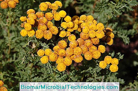 Tanaceto Comune (Tanacetum Vulgare), Repellente Per Insetti