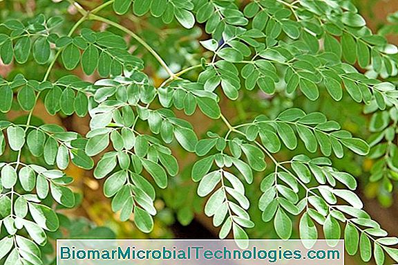 Moringa Oleifera Albero Della Vita Vittima Delle Sue Virt Il Sito Del Giardinaggio Pratico