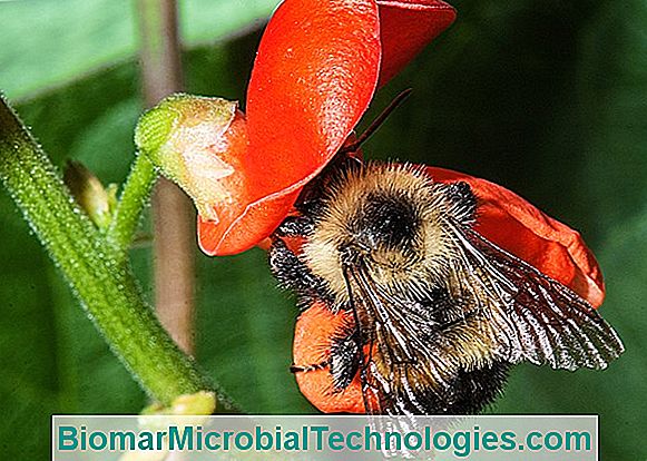 Spaanse Boon (Phaseolus Coccineus), Met Rode Bloemen