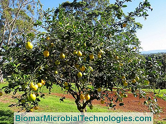 De Citroenboom Ziekten En Andere Citrusvruchten
