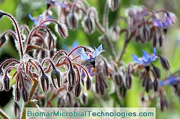 Borage (Borago Officinalis), Rijk Aan Omega-6