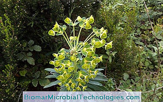 Euphorbia Of The Garrigues (Euphorbia Characias)