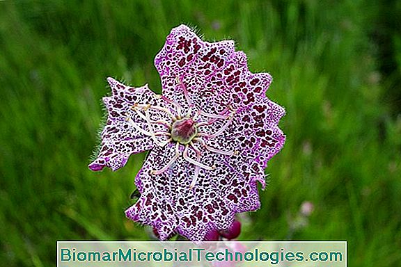 Digitalis (Digitalis Purpurea): Giftige Plant