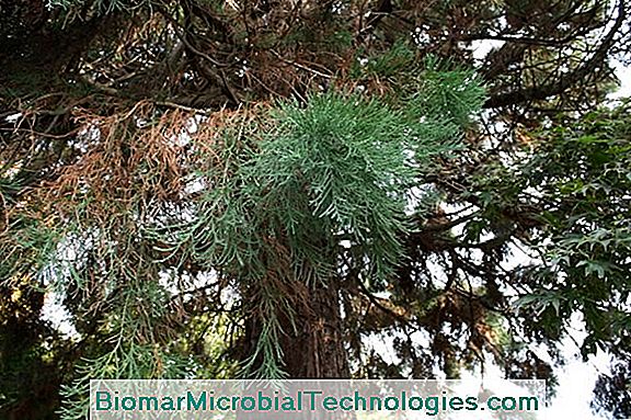 Mammoetboom (Sequoiadendron Giganteum), De Grootste Boom Ter Wereld