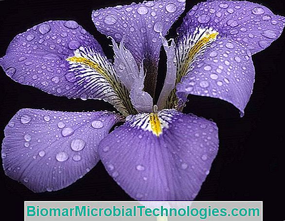 Garden Iris (Iris Spp.) Of Een Baard Iris
