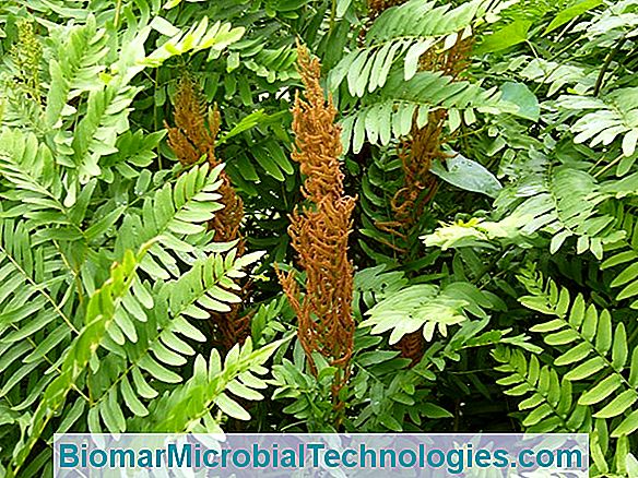 Royal Osmonde (Osmunda Regalis), A Maior Das Samambaias