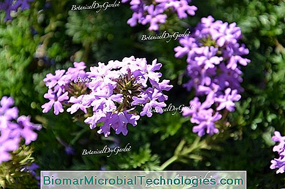 Garden Verbena (Verbena X Hybrida), Alle Kleuren