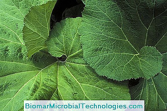 Butterbur: Anti-Alerjik Bitki