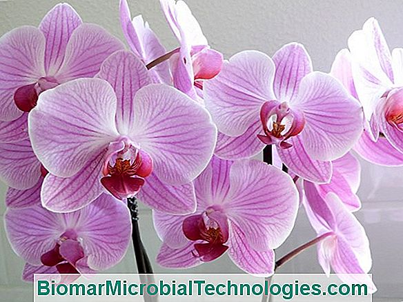 Orchideeën, Exotische Bloemen In Ons Interieur