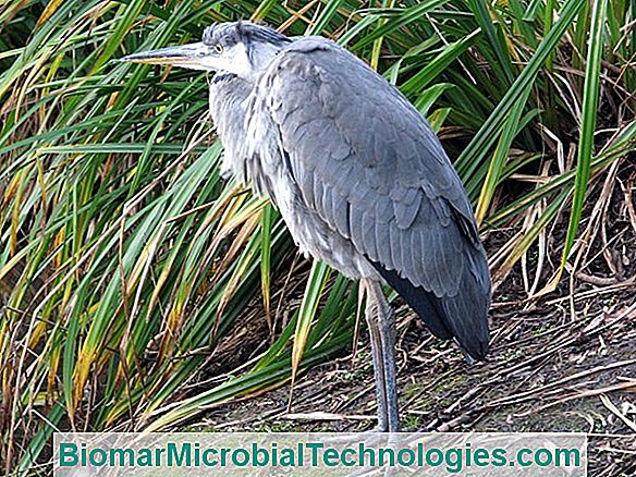 The Grey Heron (Ardea Cinerea), De Majestueuze Vogel Van De Vijvers