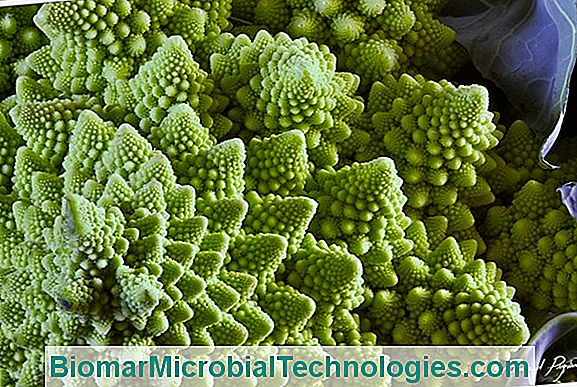 Romanesco (Brassica Oleracea Var Botrytis), Brokuły Jabłkowe