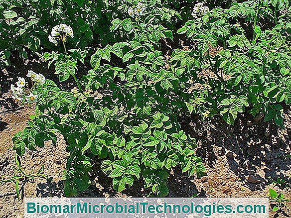Ziemniak (Solanum Tuberosum): Podstawowe Warzywo Spożywcze