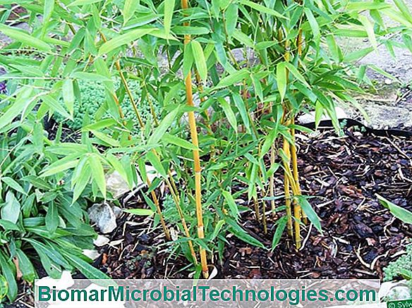 Bambusy: Bardzo Modne Rośliny