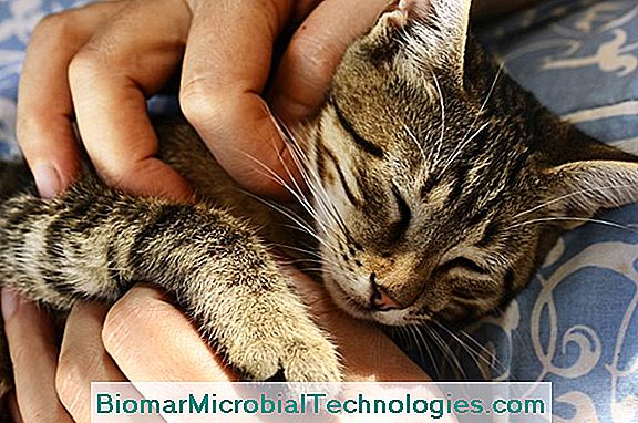 Alergia Na Kota: Czy Możemy Żyć Z Kotem, Gdy Jesteśmy Uczuleni?