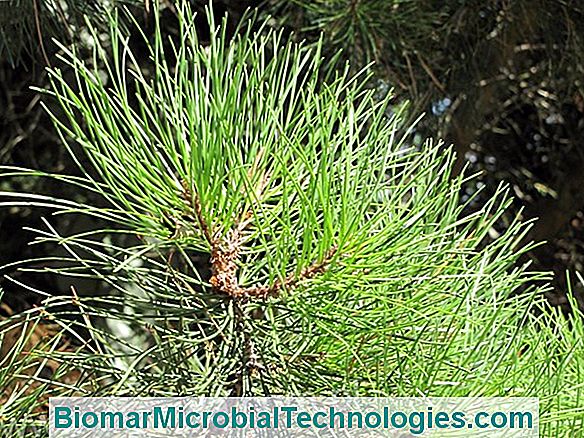 Sosna Nadmorska (Pinus Pinaster) Lub Sosna Barrens