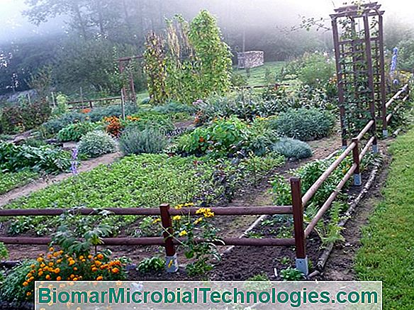 Ogród Warzywny, Organiczny, Dobry I Trwały