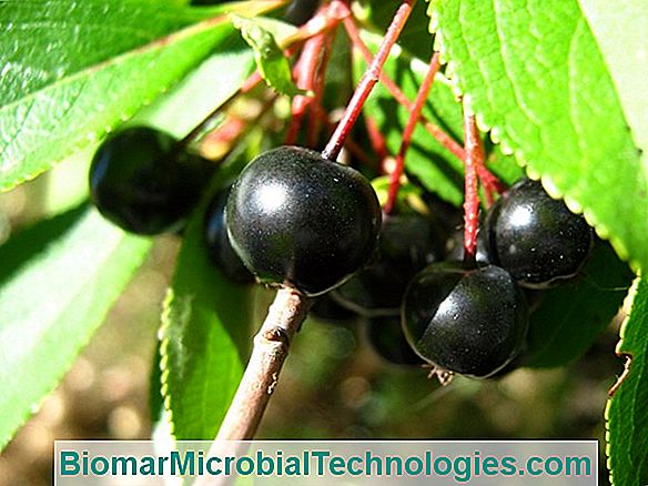 Aronia: Aronia Negra