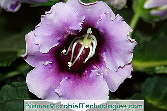 Floriculturas Gloxinia (Sinningia Speciosa) Ou Elegante Gloxinia