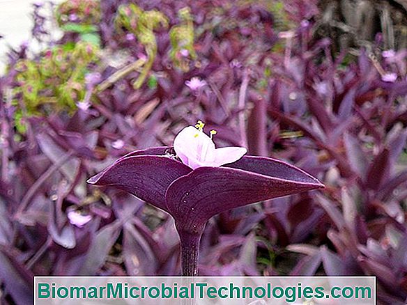 Miséria (Tradescantia Fluminensis), Para Começar Com Plantas De Casa